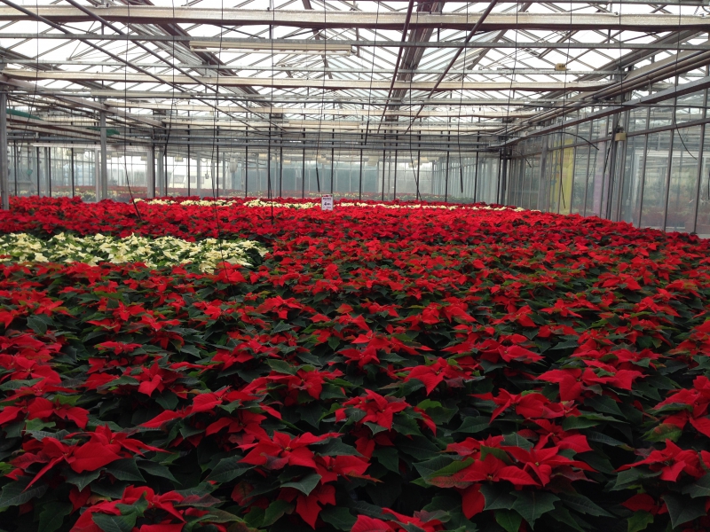 pepiniere-COLLOBRIERES-min_poinsettia-210023